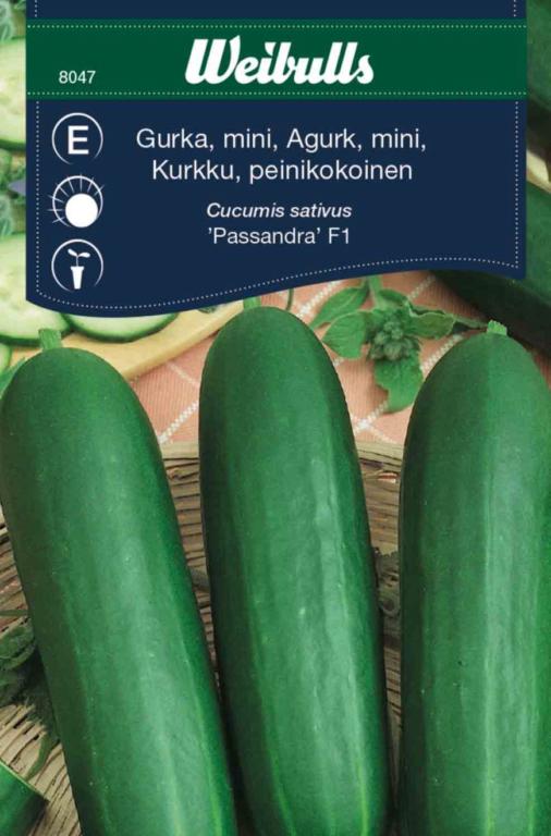 Agurk mini 'Passandra' F1