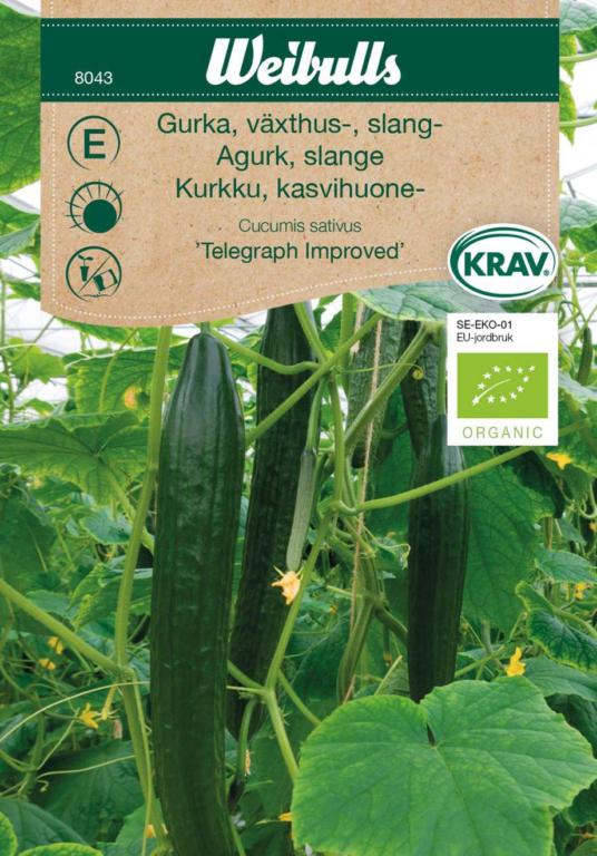 Agurk 'Telegraph Improved' ØKO