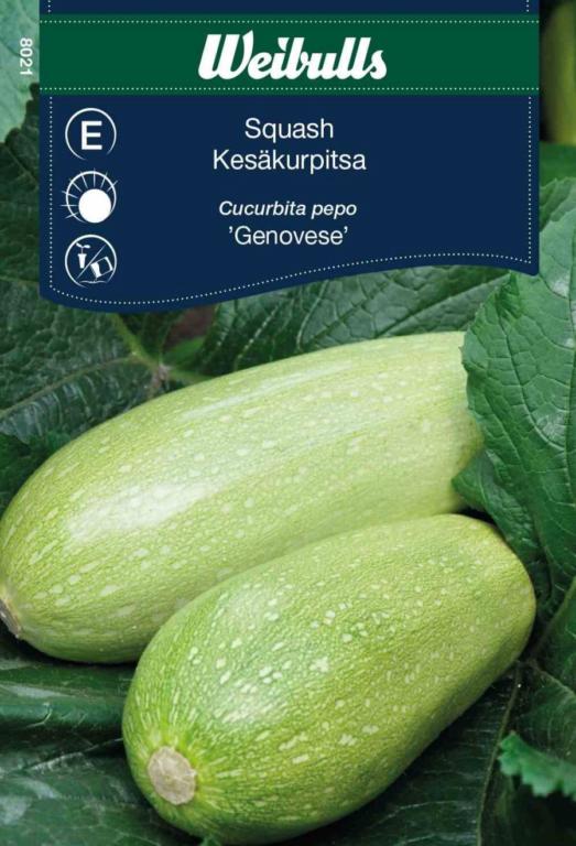 Squash 'Genovese'