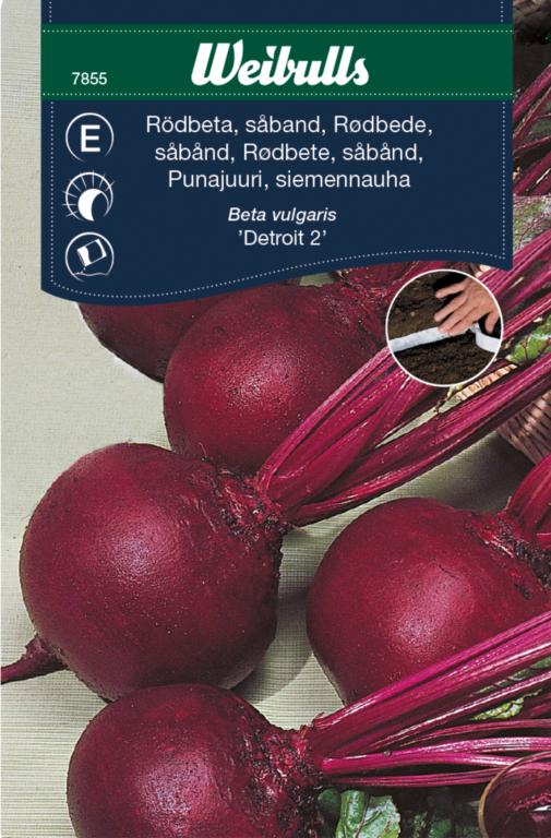 Rødbede rubia såbånd 'Detroit 2'