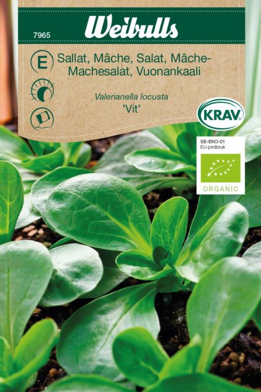 Salat mache 'Vit' ØKO