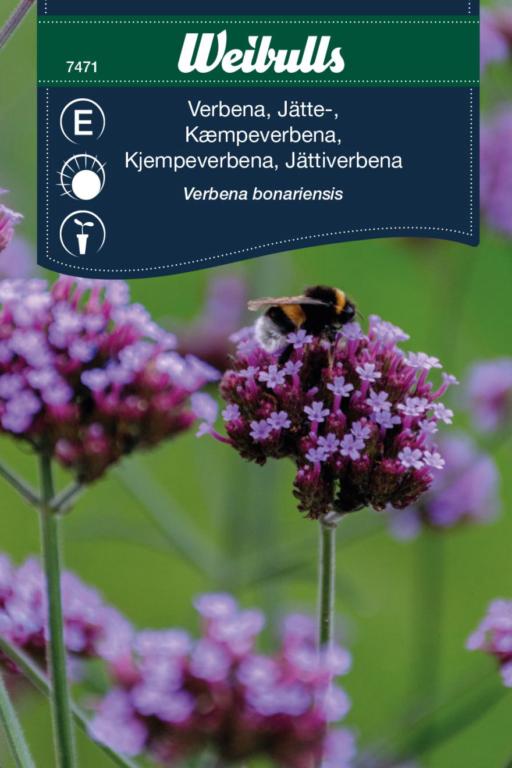 Verbena stor