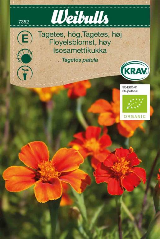 Tagetes høj ØKO