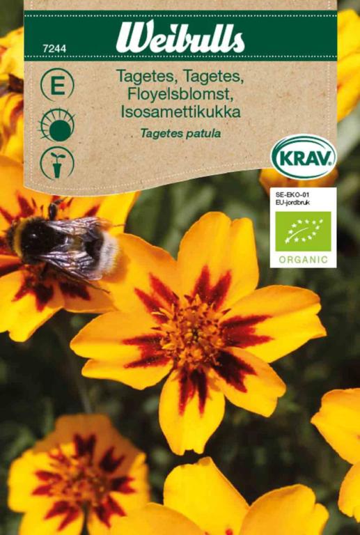 Tagetes lav ØKO