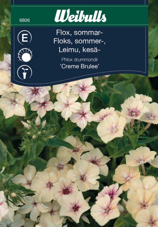 Floks sommer 'Creme Brulee'