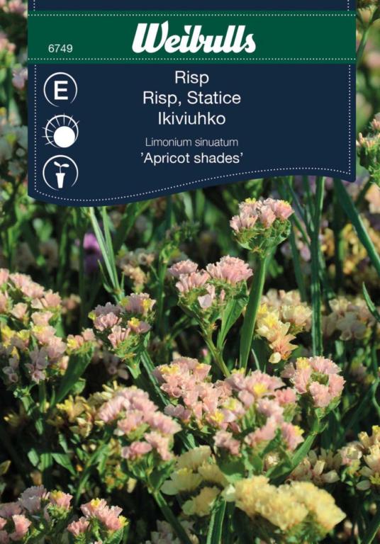 Risp 'Apricot shades'