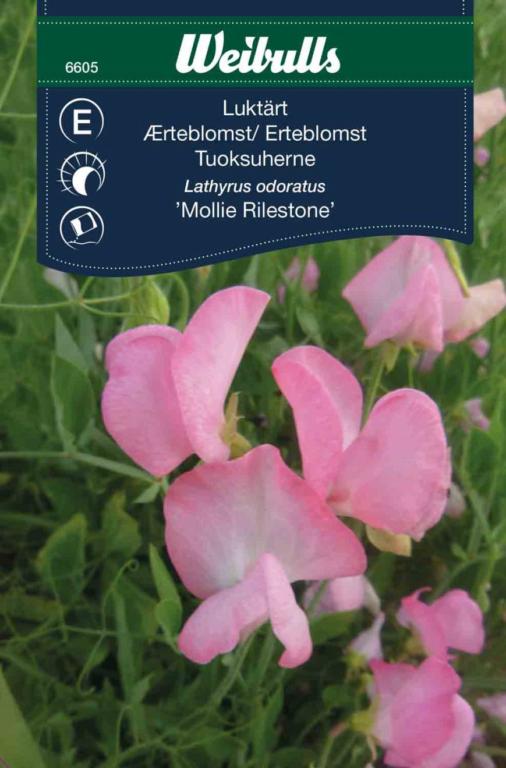 Ærteblomst 'Mollie Rilestone'