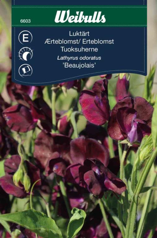 Ærteblomst 'Beaujolais'