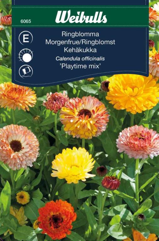 Morgenfrue 'Playtime mix'