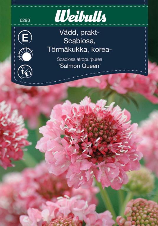 Scabiosa 'Salmon Queen'