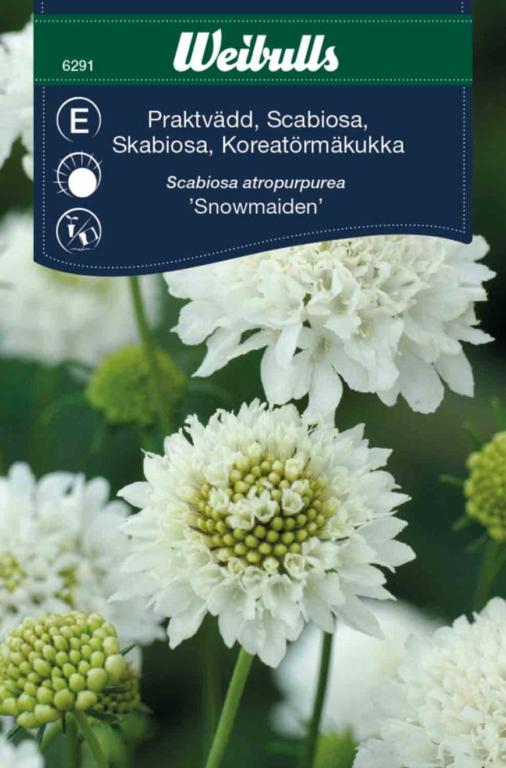 Scabiosa 'Snowmaiden'