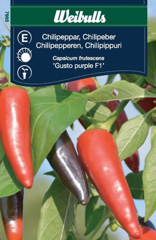 Peber Chili 'Gusto purple' F1