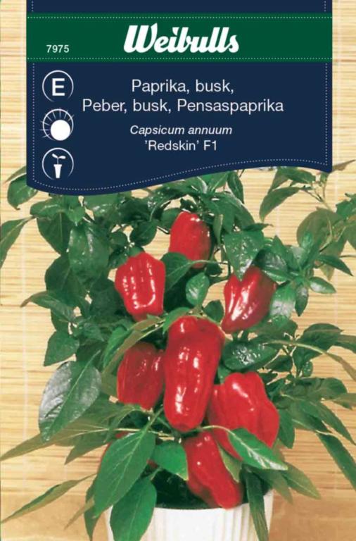 Peberfrugd busk 'Redskin' F1