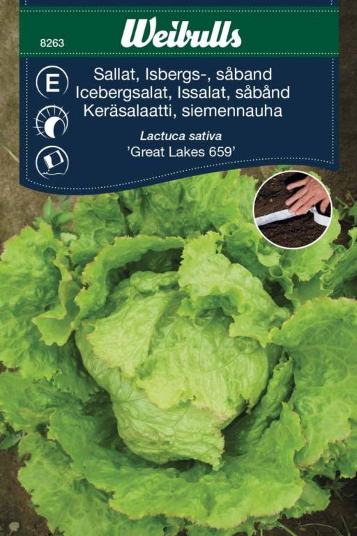 Salat Iceberg såbånd 'Great Lakes 695'