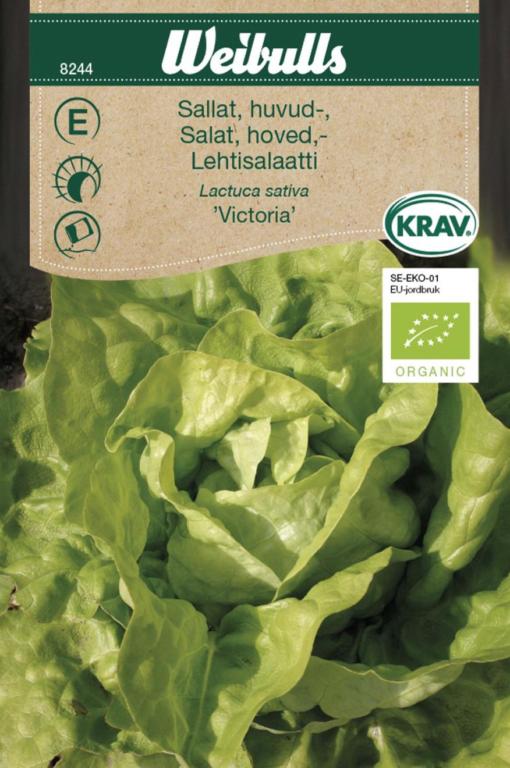 Salat hoved 'Victoria' ØKO