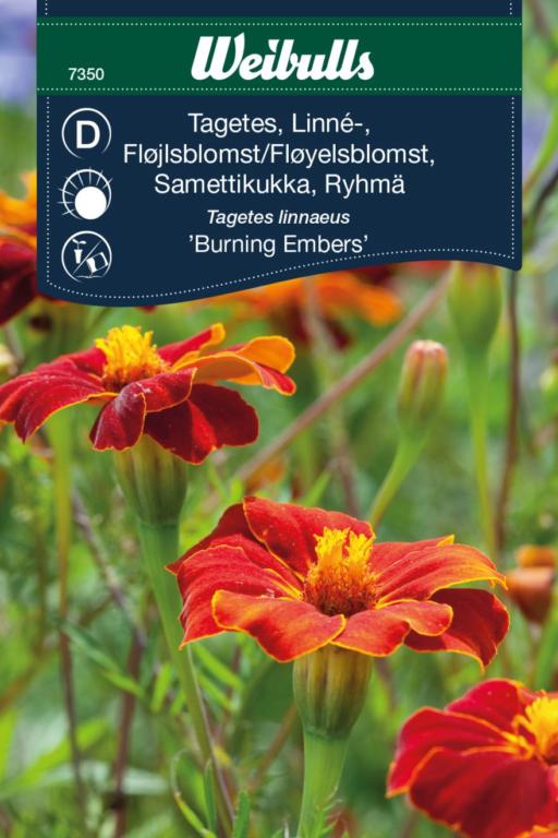 Tagetes 'Burning Embers'