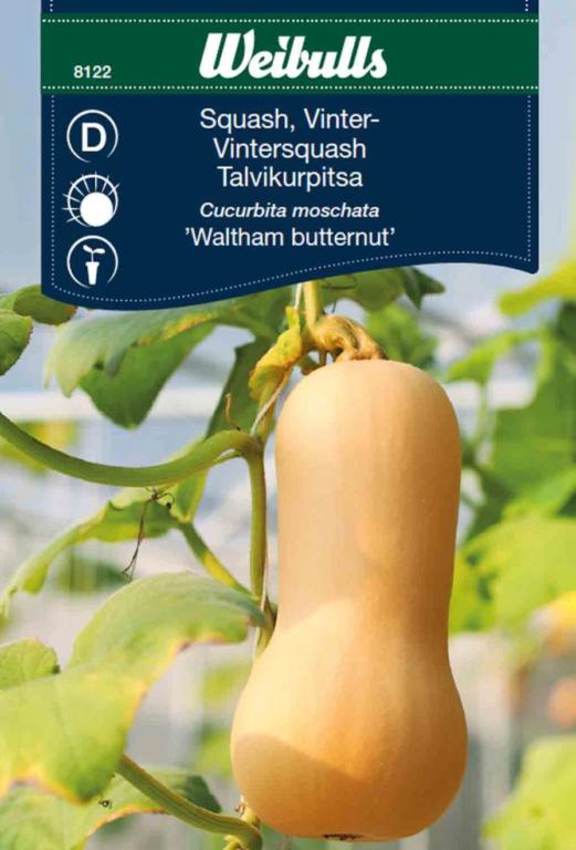 Squash Vinter 'Waltham Butternut'