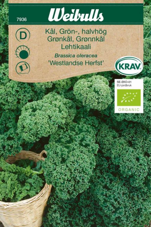 Grønkål 'Westlandse Herfst' ØKO