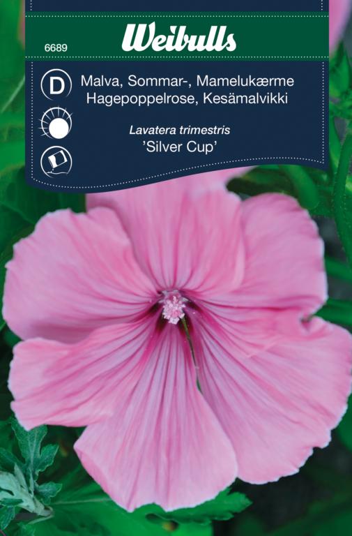 Mamelukærme 'Silver Cup'