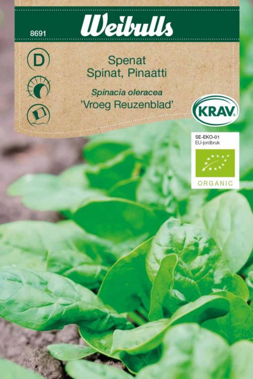 Spinat 'Vroeg Reuzenblad' ØKO