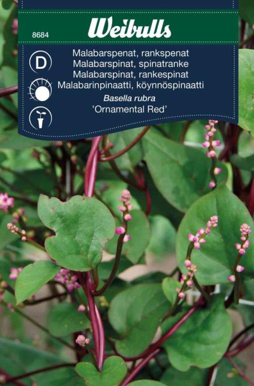 Spinat Malabar 'Ornamental Red'