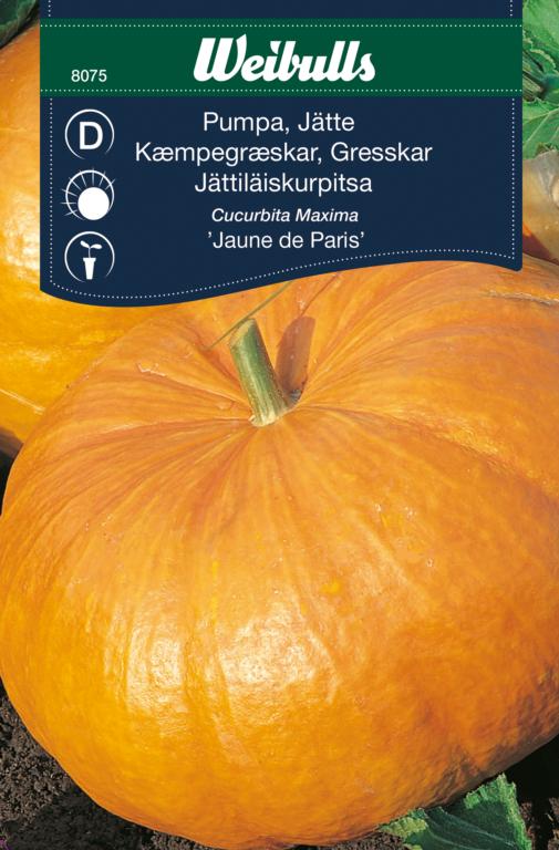 Græskar kæmpe 'Jaune de Paris'