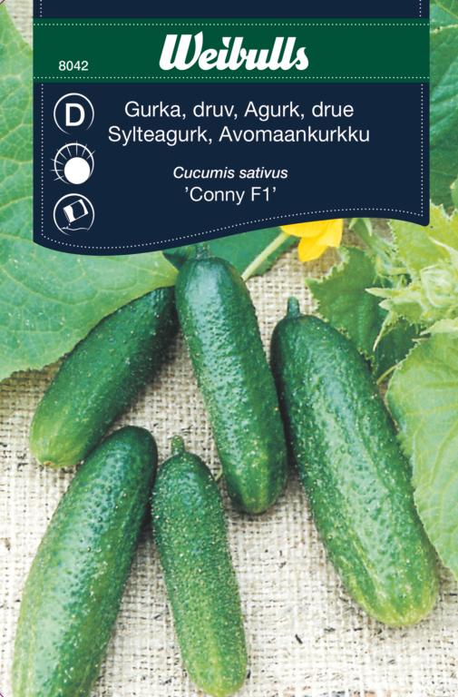 Agurk drue 'Conny' F1