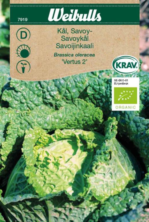 Savoykål 'Vertus 2' ØKO