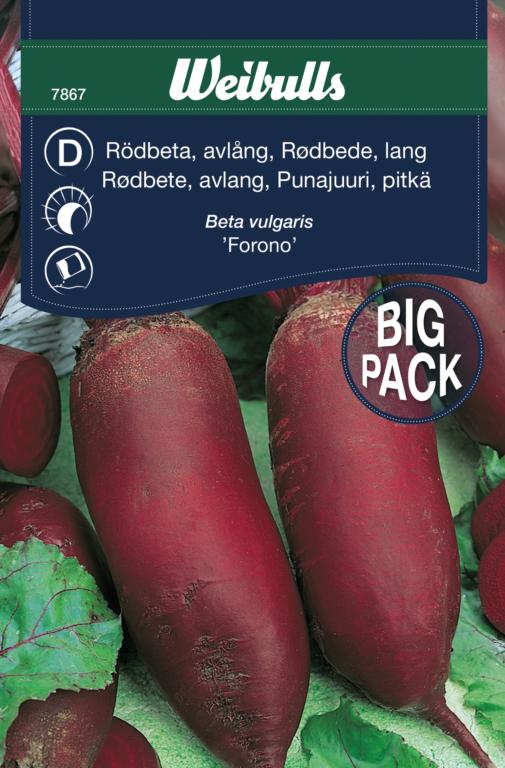 Rødbede aflang 'Forono'