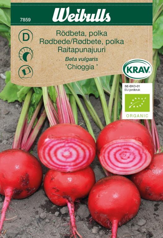 Rødbede polka 'Chioggia' ØKO