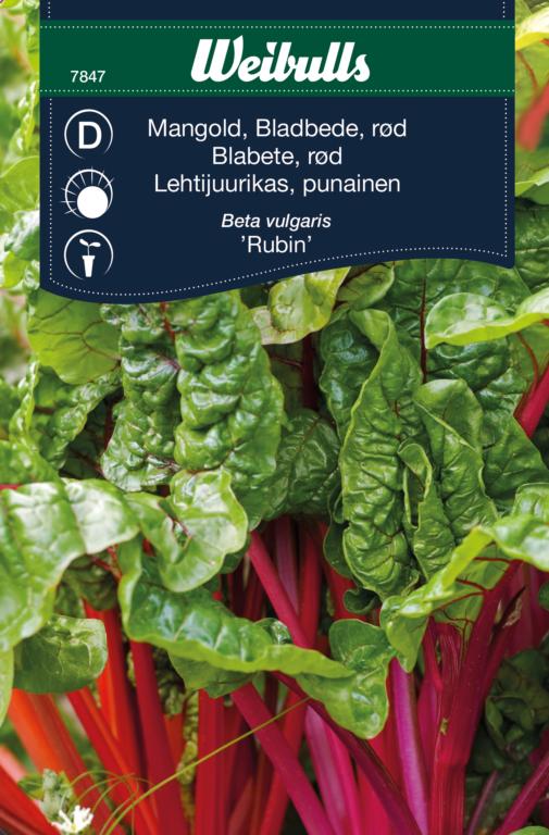 Bladebede Mangold 'Rhubarb Chard'