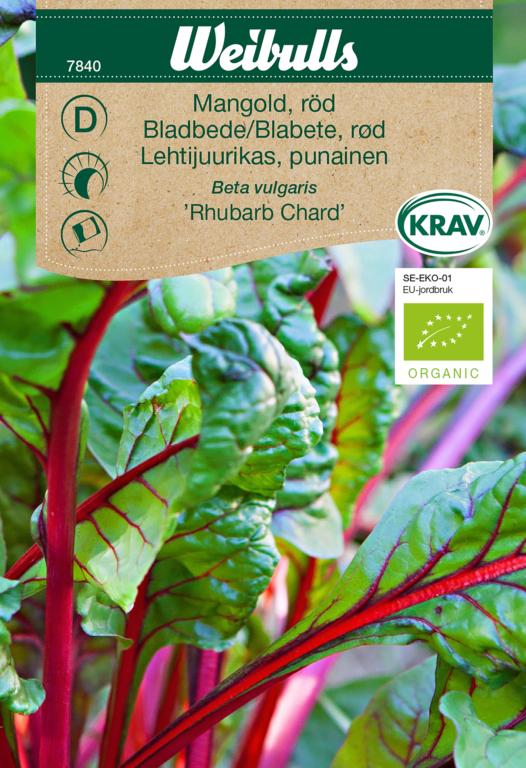 Bladbede 'Rhubarb Chard' ØKO