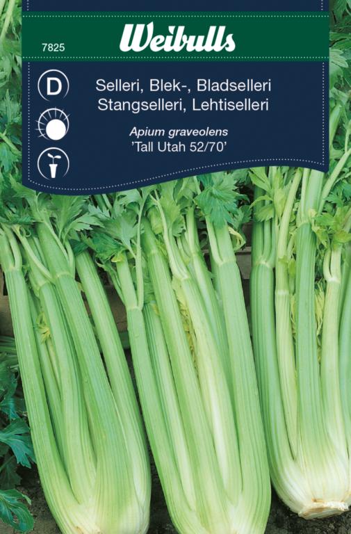 Selleri bleg ''Tall Utah 52-7''