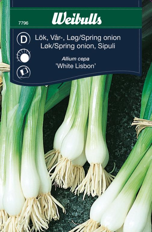 Løg spring onion 'Blanca de Lisboa'