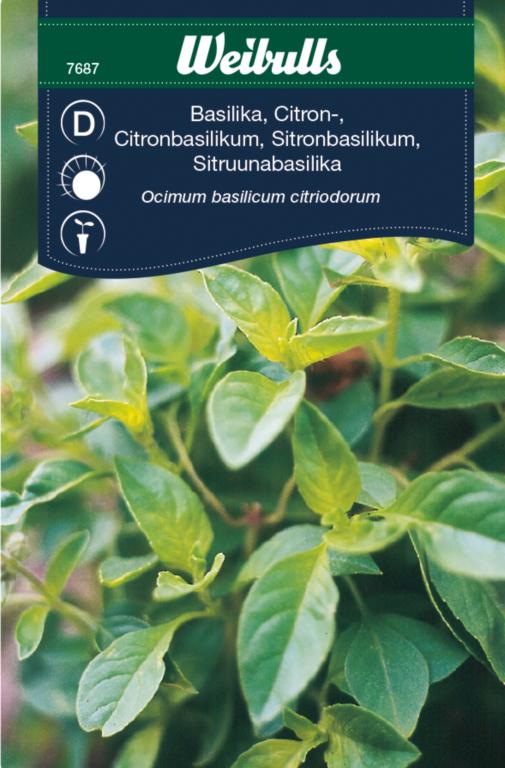 Basilikum citron