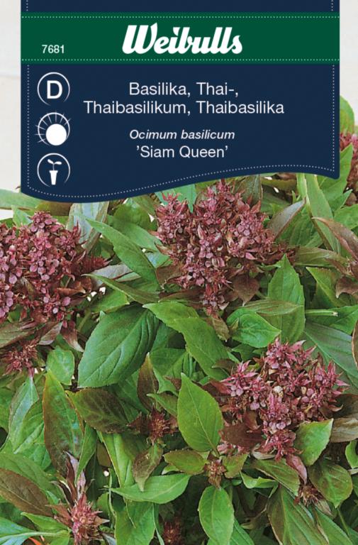 Basilikum 'Thai magi'
