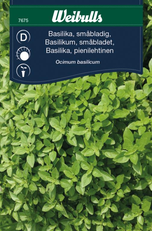 Basilikum småbladet