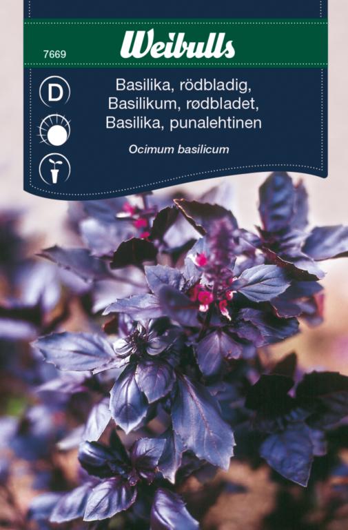 Basilikum rødbladet 'Opal'