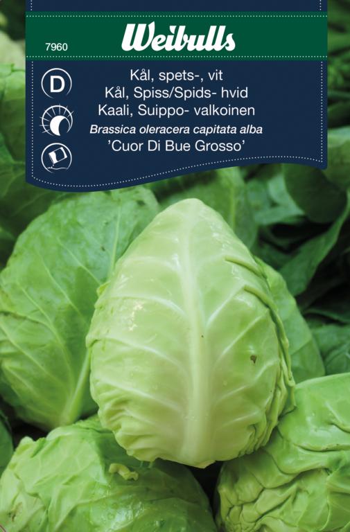 Kål- spids hvid 'Cuor Di Bue Grosso'