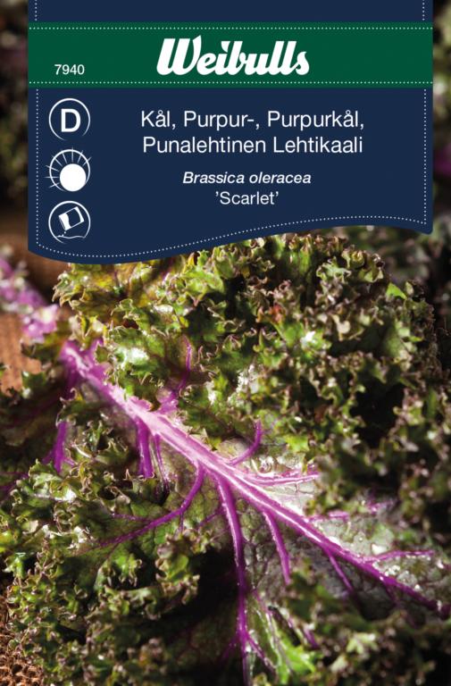 Kål halvhøj lilla 'Scarlet'