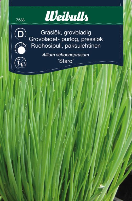 Purløg grovbladet 'Staro'