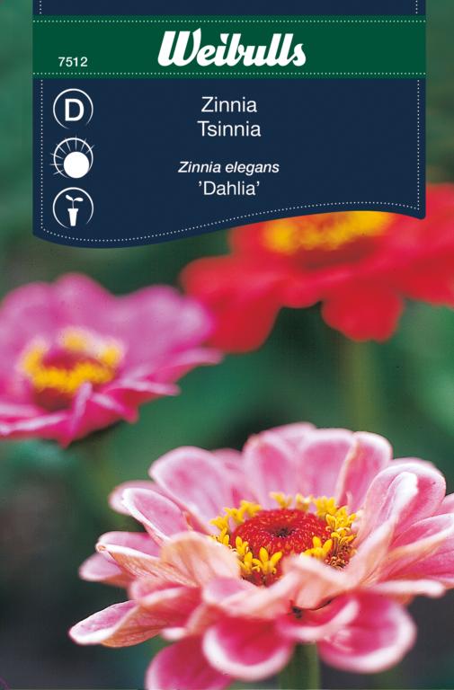 Zinnia 'Dahlia'
