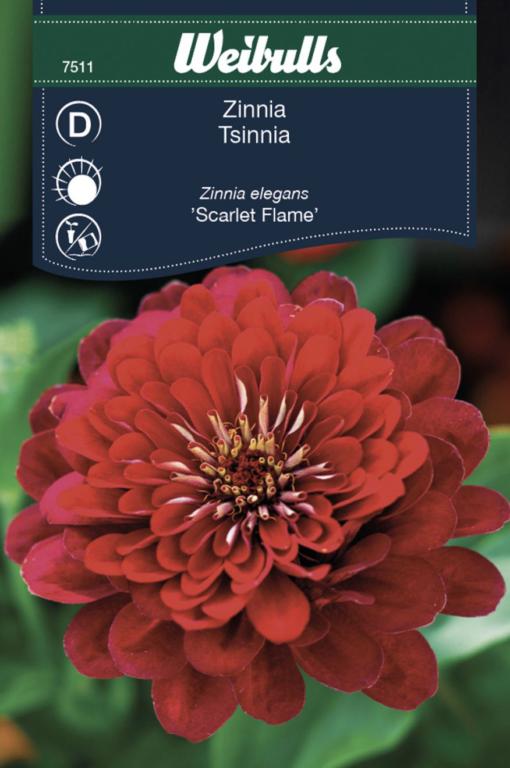 Zinna 'Scarlet Flame'