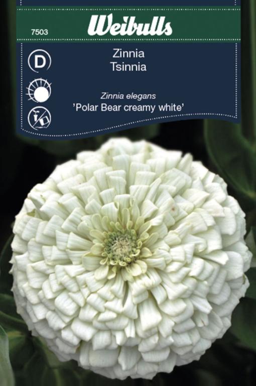 Zinna elegans 'Isbjørn'