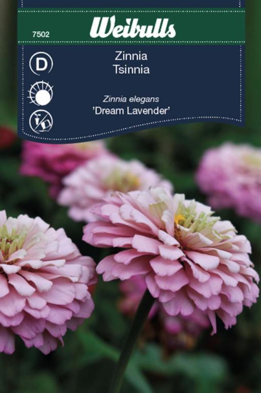 Zinna elegans Rose 'Dream Lavender'