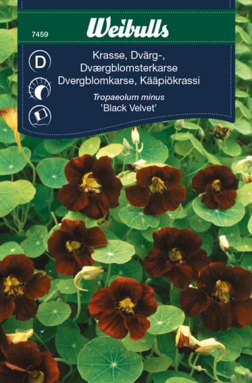 Karse dværgblomsterkarse 'Black Velvet'