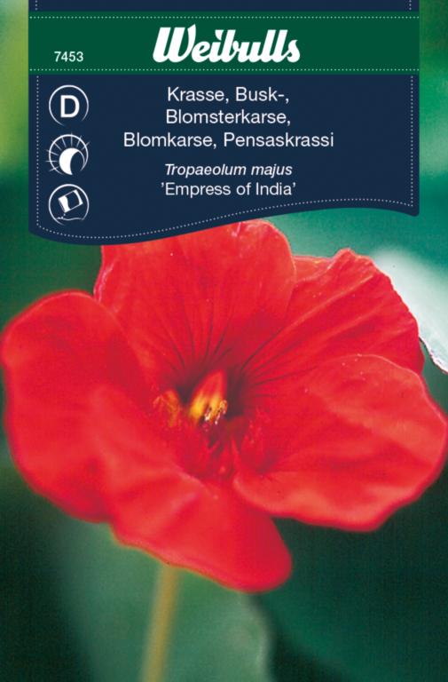 Karse blomsterkarse 'Empress of India'