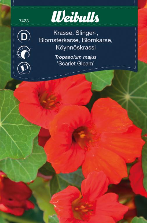 Blomsterkarse 'Scarlet Gleam'