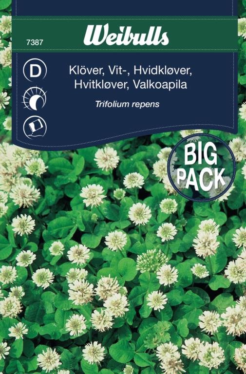 Hvidkløver