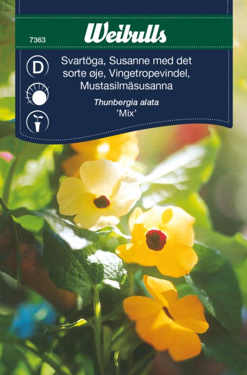 Susanne med sorte øje 'mix'